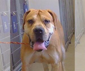 Fila Brasileiro Dogs for adoption in Sacramento, CA, USA