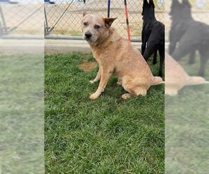 Australian Cattle Dog Dogs for adoption in Bakersfield, CA, USA