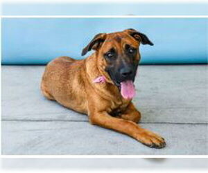 Mutt Dogs for adoption in Pasadena, CA, USA