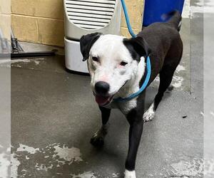 Border Collie Dogs for adoption in Stockton, CA, USA