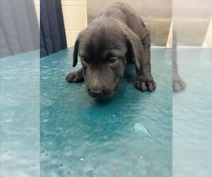 Labrador Retriever-Unknown Mix Dogs for adoption in Mobile, AL, USA