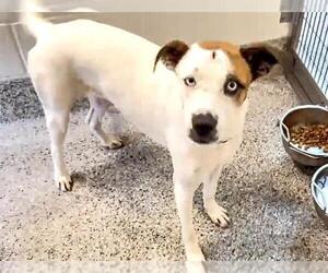 American Pit Bull Terrier-Siberian Husky Mix Dogs for adoption in Houston, TX, USA