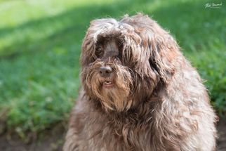 Small Havanese