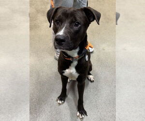 Medium Photo #7 Labrador Retriever-Unknown Mix Puppy For Sale in Greenbelt, MD, USA