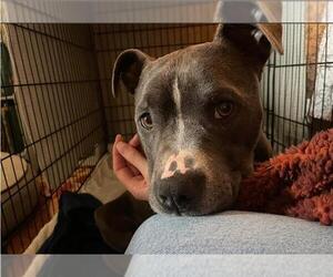 American Pit Bull Terrier-Unknown Mix Dogs for adoption in Santa Cruz, CA, USA