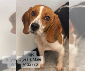 Beagle Dogs for adoption in Supply, NC, USA