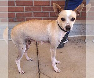 Chihuahua Dogs for adoption in Carrollton, TX, USA