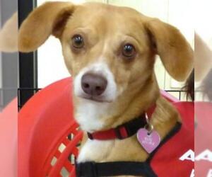 Dachshund Dogs for adoption in Pleasanton, CA, USA