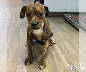 Boxer-Unknown Mix Dogs for adoption in Washington, DC, USA