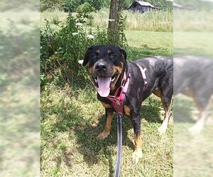 Rottweiler Dogs for adoption in Westminster, MD, USA