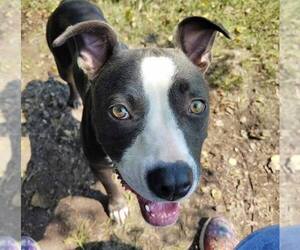 Mutt Dogs for adoption in Anniston, AL, USA