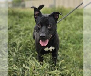 American Pit Bull Terrier-Unknown Mix Dogs for adoption in Modesto, CA, USA