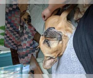French Bulldog Dogs for adoption in Oak Bluffs, MA, USA