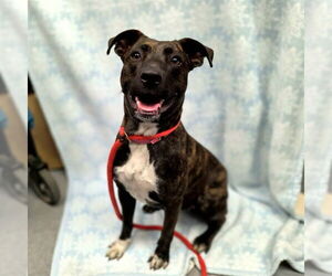 Staffordshire Bull Terrier-Unknown Mix Dogs for adoption in Long Beach, CA, USA