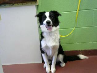 Border Collie Dogs for adoption in Murfreesboro, TN, USA
