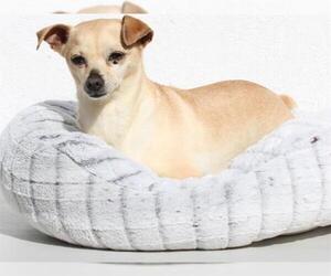Chihuahua Dogs for adoption in Burbank, CA, USA