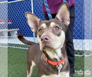 Australian Kelpie-Huskies  Mix Dogs for adoption in Washington, DC, USA
