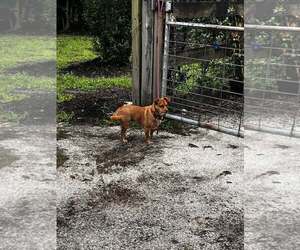 Chiranian Dogs for adoption in New Smyrna Beach, FL, USA