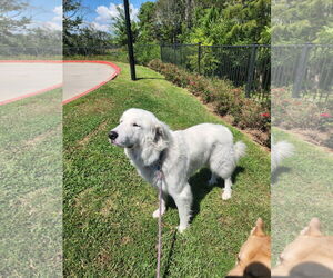 Mutt Dogs for adoption in Gulfport, MI, USA