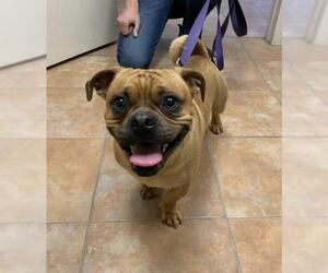 Frenchie Pug Dogs for adoption in Rockaway, NJ, USA