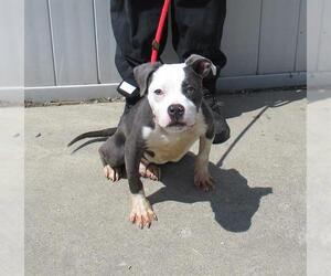 American Pit Bull Terrier-Unknown Mix Dogs for adoption in Louisville, KY, USA