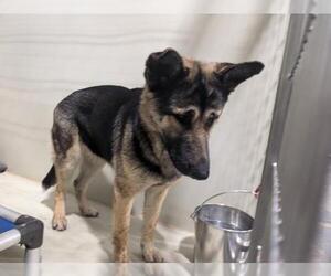 German Shepherd Dog Dogs for adoption in Bakersfield, CA, USA