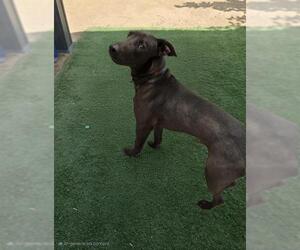 Labrador Retriever-Unknown Mix Dogs for adoption in HESPERIA, CA, USA