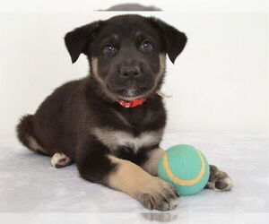 German Shepherd Dog-Unknown Mix Dogs for adoption in Oroville, CA, USA