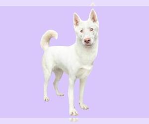 Siberian Husky-Unknown Mix Dogs for adoption in Santa Cruz, CA, USA