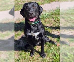 Labrador Retriever-Unknown Mix Dogs for adoption in Akron, OH, USA
