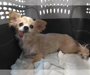 Chihuahua Dogs for adoption in Fort Lauderdale, FL, USA