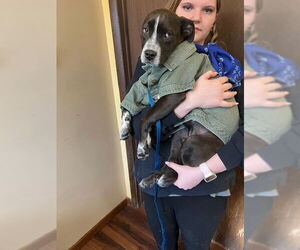 Border Collie-Unknown Mix Dogs for adoption in Mt. Laurel, NJ, USA