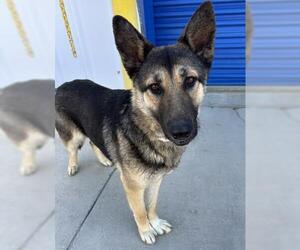 German Shepherd Dog Dogs for adoption in Bakersfield, CA, USA