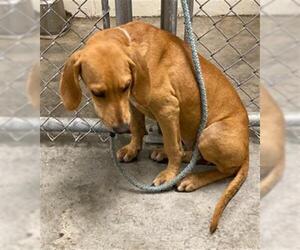 Redbone Coonhound Dogs for adoption in Rosenberg, TX, USA
