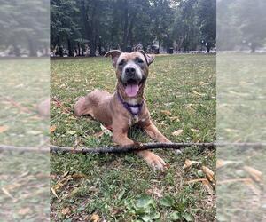 American Pit Bull Terrier-Unknown Mix Dogs for adoption in Boston, MA, USA