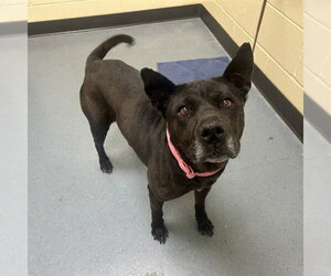 Chinese Shar-Pei-Unknown Mix Dogs for adoption in Denver, CO, USA