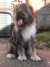 Aussiedoodle Dogs for adoption in Social Circle, GA, USA
