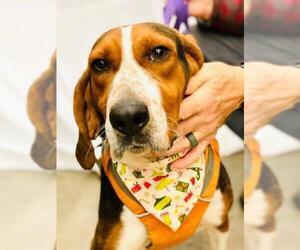 Treeing Walker Coonhound Dogs for adoption in Fairfax, VA, USA