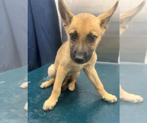 Finnish Spitz-Unknown Mix Dogs for adoption in Mobile, AL, USA