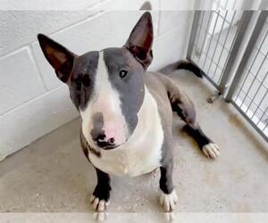 Bull Terrier-Unknown Mix Dogs for adoption in Houston, TX, USA