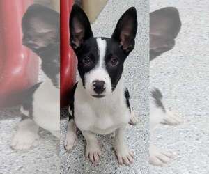 Border Collie Dogs for adoption in Highland, IL, USA