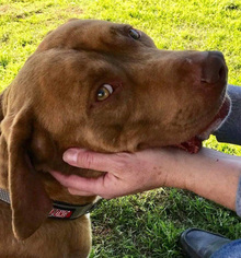 American Staffordshire Terrier-Chesapeake Bay Retriever Mix Dogs for adoption in Los Angeles, CA, USA