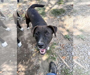 Boxador Dogs for adoption in Tracy City, TN, USA