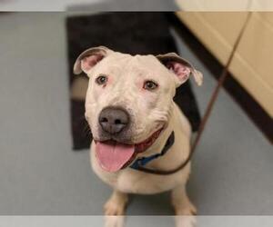 BD Terrier Dogs for adoption in Denver, CO, USA