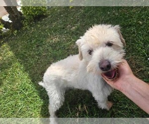 Maltipoo Dogs for adoption in Escondido, CA, USA