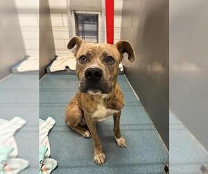 American Staffordshire Terrier-Unknown Mix Dogs for adoption in Pearland, TX, USA