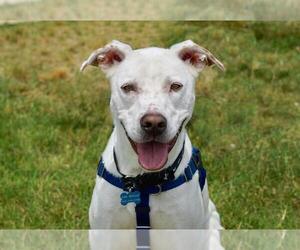 Lab-Pointer Dogs for adoption in Greenbelt, MD, USA