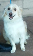 Medium Photo #1 Mutt Puppy For Sale in Encino, CA, USA
