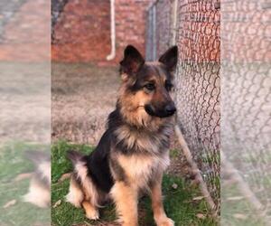 German Shepherd Dog Dogs for adoption in Winder, GA, USA