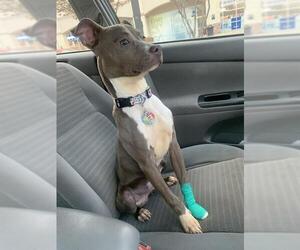 American Staffordshire Terrier-Unknown Mix Dogs for adoption in San Antonio, TX, USA